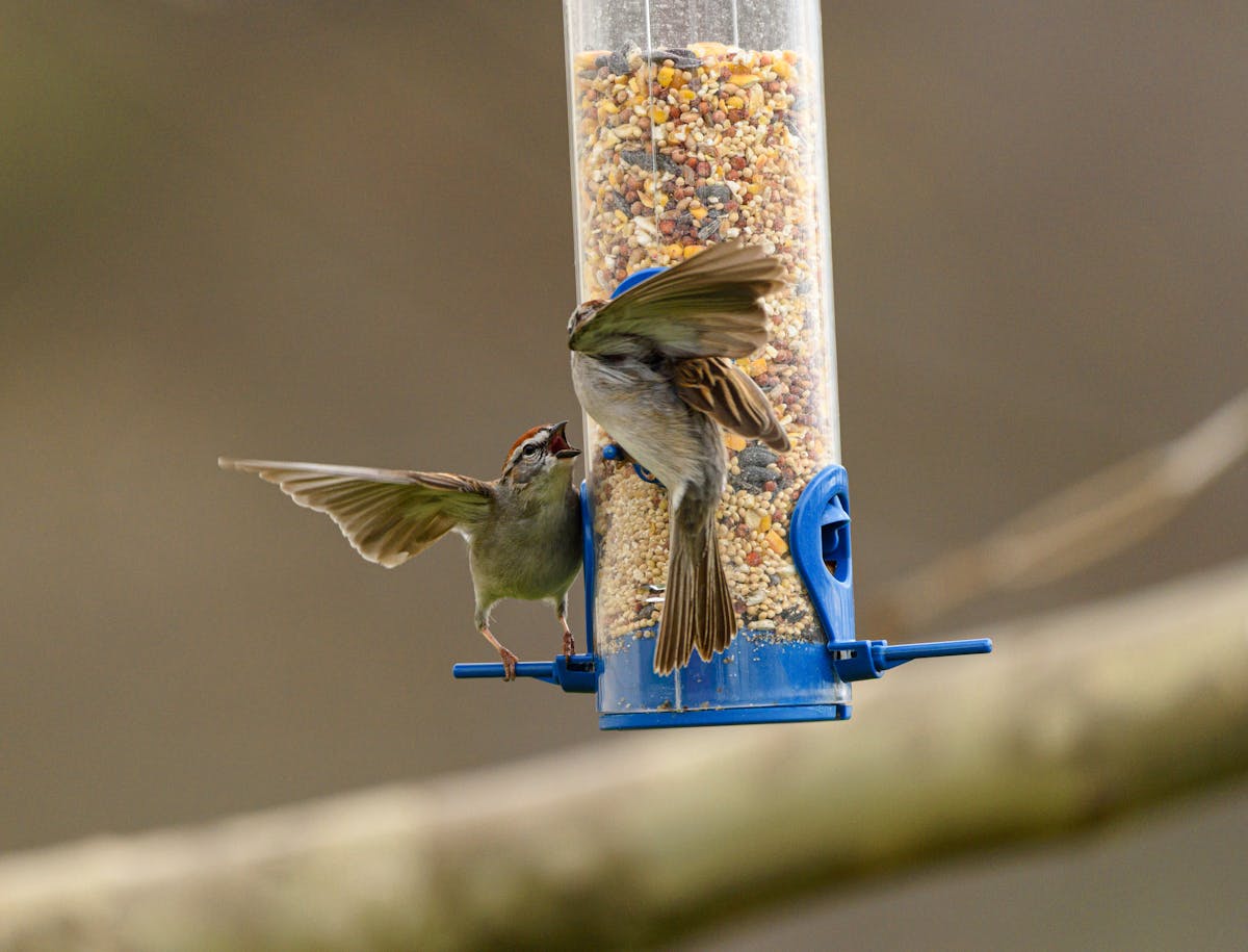 EASY Step to Keep Ants Away From Hummingbird Feeders 1